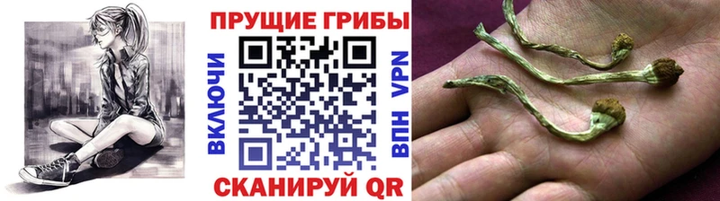 Галлюциногенные грибы Psilocybine cubensis  Электроугли 